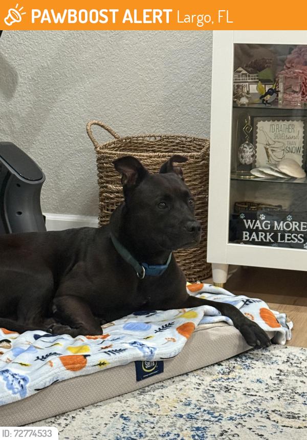 Found/Stray Male Dog last seen Anona Elementary , Largo, FL 33774