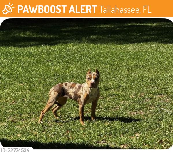 Found/Stray Female Dog last seen Letitia & Rhoden Cove Rd, Tallahassee, FL 32312