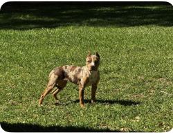 Found/Stray Female Dog last seen Letitia & Rhoden Cove Rd, Tallahassee, FL 32312