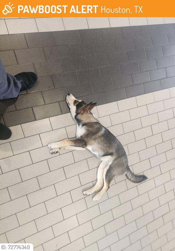 Found/Stray Female Dog last seen Near and I45, Houston, TX 77090