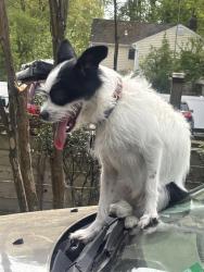 Found/Stray Female Dog last seen Hummer rd , Annandale, VA 22003