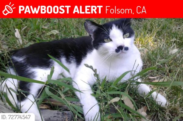 Lost Male Cat last seen Greenback and Auburn Folsom Dr , Folsom, CA 95630