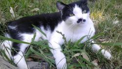 Lost Male Cat last seen Greenback and Auburn Folsom Dr , Folsom, CA 95630