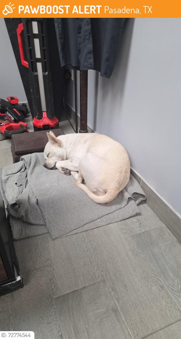 Found/Stray Female Dog last seen Near Spencer Hwy, Pasadena, TX 77505