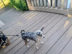Lost Male Dog last seen Near W Sunset Hwy, Airway Heights WA 99001, Airway Heights, WA 99001