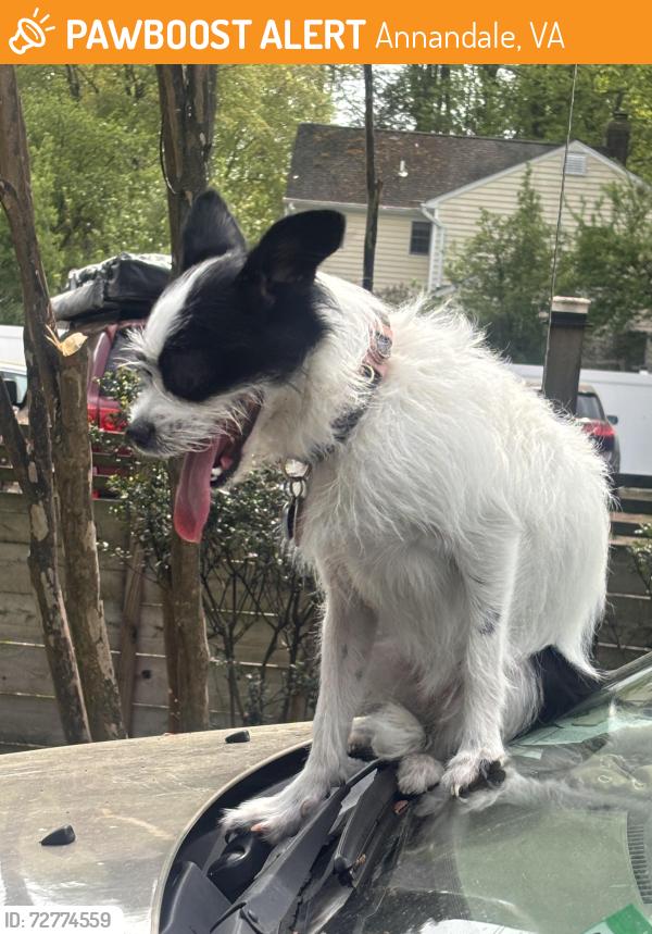 Found/Stray Female Dog last seen Hummer rd , Annandale, VA 22003