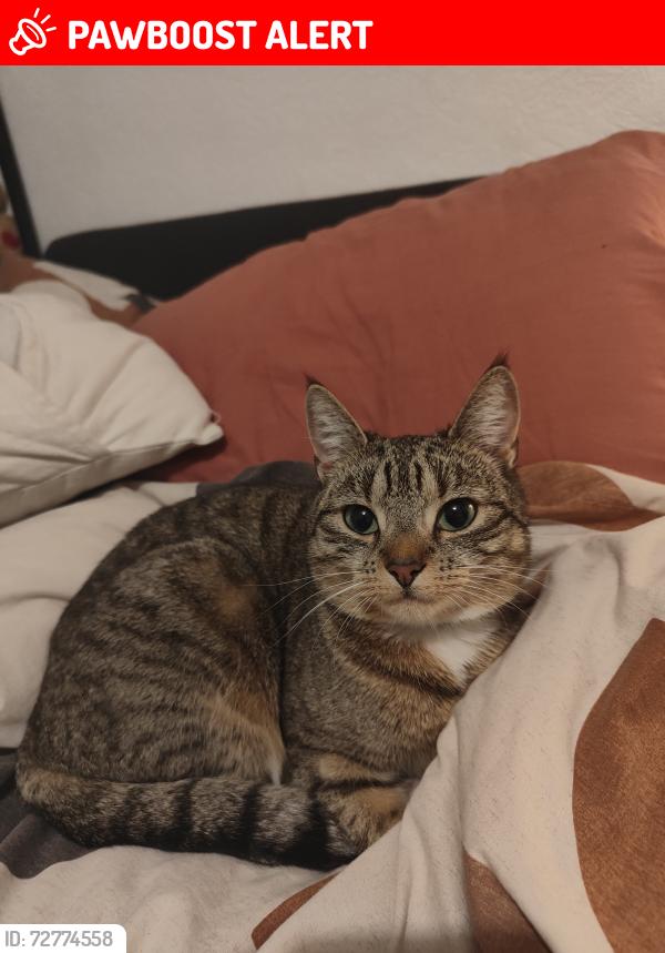 Lost Female Cat last seen Tollet Street, Bethnal Green, England E1