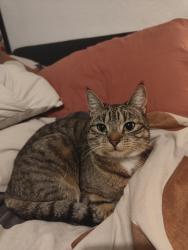 Lost Female Cat last seen Tollet Street, Bethnal Green, England E1