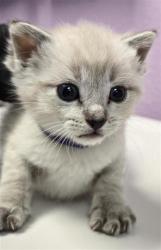 Shelter Stray Male Cat last seen El Paso, TX 79938, Fort Bliss, TX 79906
