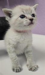 Shelter Stray Male Cat last seen El Paso, TX 79938, Fort Bliss, TX 79906