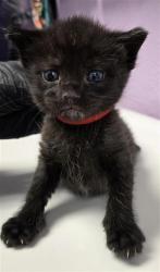 Shelter Stray Male Cat last seen El Paso, TX 79938, Fort Bliss, TX 79906