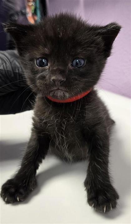 Shelter Stray Male Cat last seen El Paso, TX 79938, Fort Bliss, TX 79906