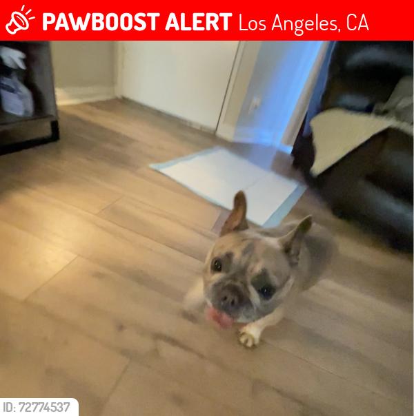 Lost Female Dog last seen Conoga park , Los Angeles, CA 91325