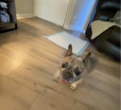 Lost Female Dog last seen Conoga park , Los Angeles, CA 91325