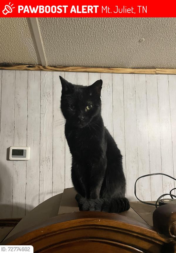 Lost Male Cat last seen Lebanon road & sunset drive, Mt. Juliet, TN 37122