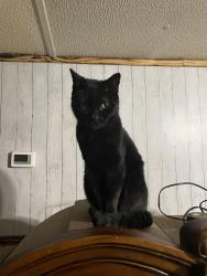 Lost Male Cat last seen Lebanon road & sunset drive, Mt. Juliet, TN 37122