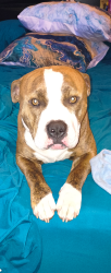 Lost Male Dog last seen Poncho ln, Fort Worth, TX 76052