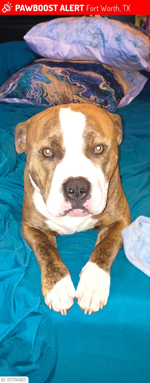 Lost Male Dog last seen Poncho ln, Fort Worth, TX 76052