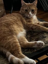 Lost Male Cat last seen Off of Union St, Kingsport, TN 37665