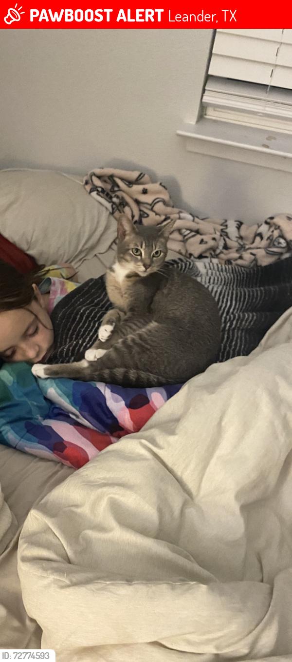 Lost Female Cat last seen Northern Trail, Leander, TX 78641