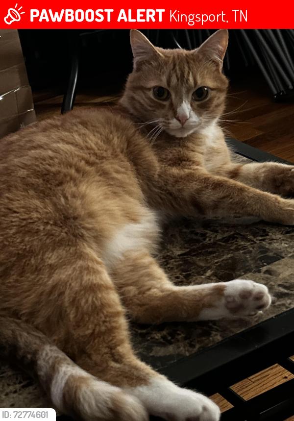 Lost Male Cat last seen Off of Union St, Kingsport, TN 37665