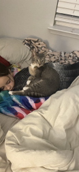 Lost Female Cat last seen Northern Trail, Leander, TX 78641