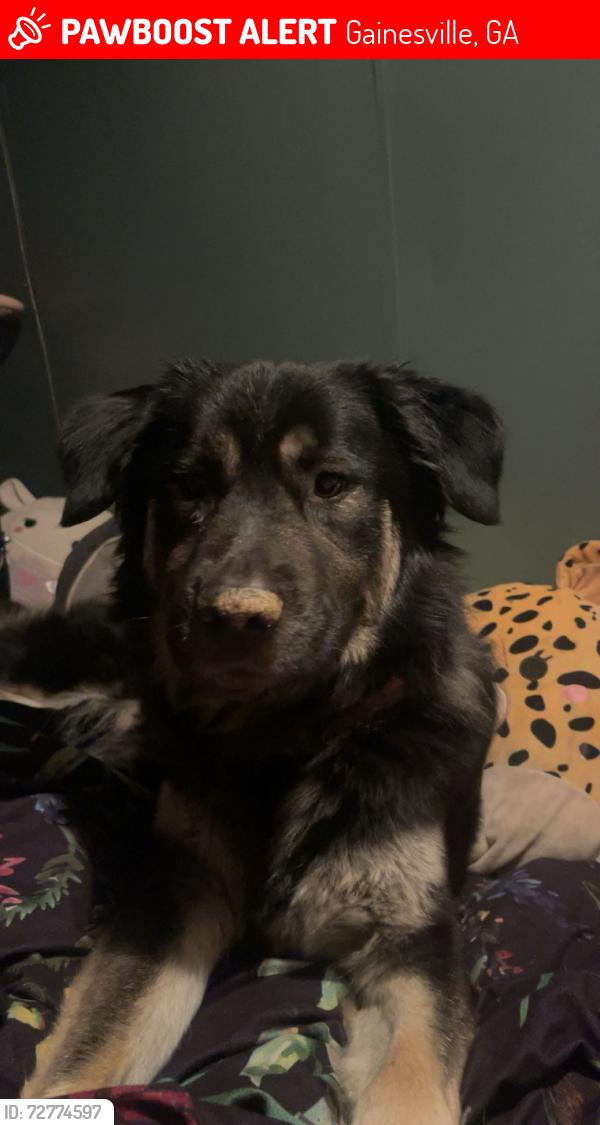 Lost Female Dog last seen Holly springs rd, Gainesville, GA 30507