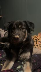 Lost Female Dog last seen Holly springs rd, Gainesville, GA 30507