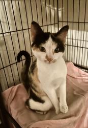 Lost Female Cat last seen El Montan Ave & Harriett Dr, San Antonio, TX 78216