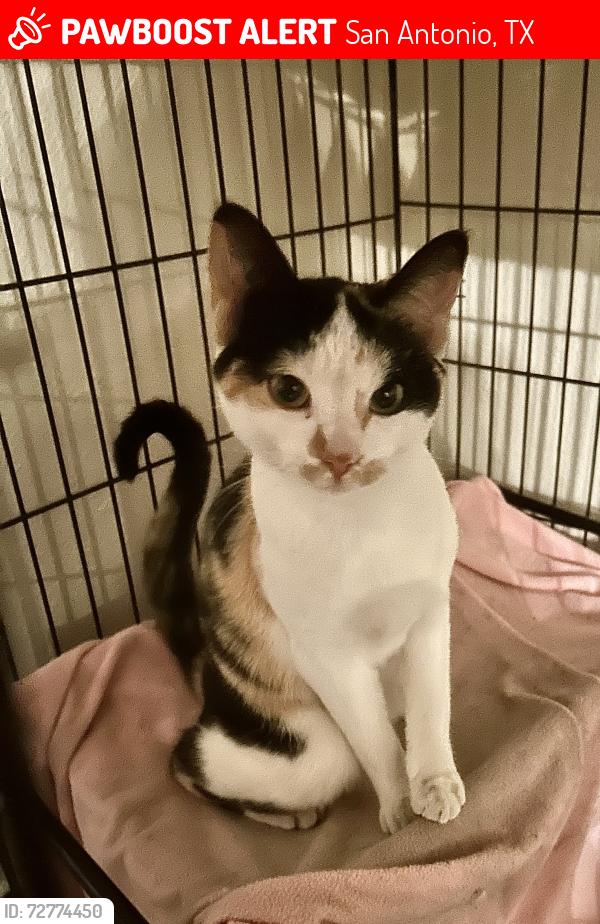 Lost Female Cat last seen El Montan Ave & Harriett Dr, San Antonio, TX 78216