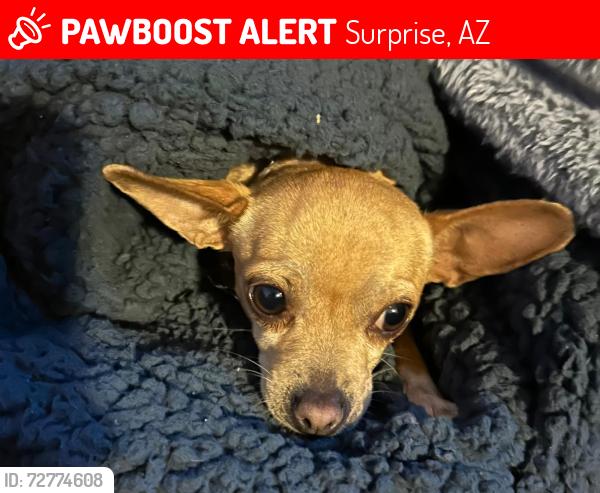 Lost Female Dog last seen Dysart and grand Ave , Surprise, AZ 85378