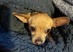 Lost Female Dog last seen Dysart and grand Ave , Surprise, AZ 85378