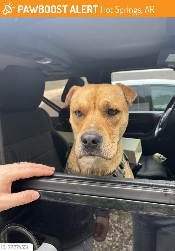 Found/Stray Male Dog last seen Highway 7, Hot Springs, AR 71901