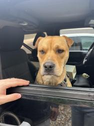 Found/Stray Male Dog last seen Highway 7, Hot Springs, AR 71901