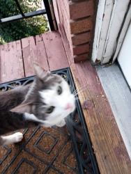 Lost Male Cat last seen Branch drive, Holladay, UT 84117