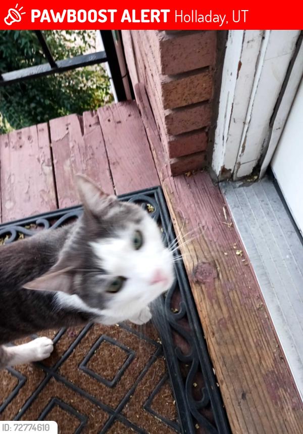 Lost Male Cat last seen Branch drive, Holladay, UT 84117
