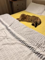 Lost Male Cat last seen Around Hethersett , Hethersett, England 