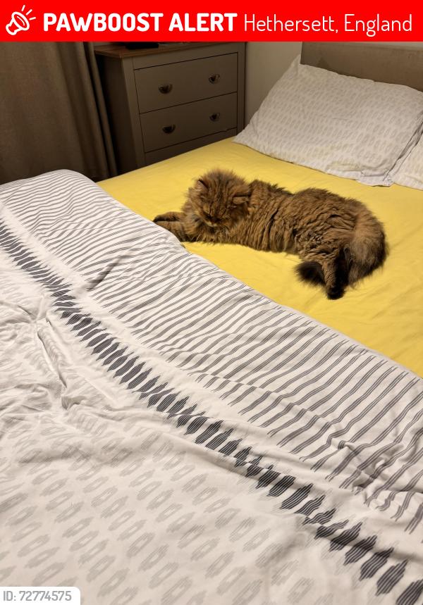 Lost Male Cat last seen Around Hethersett , Hethersett, England 