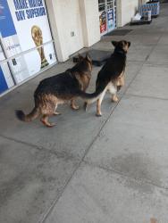 Found/Stray Male Dog last seen 29th and California, Denver, CO 80205
