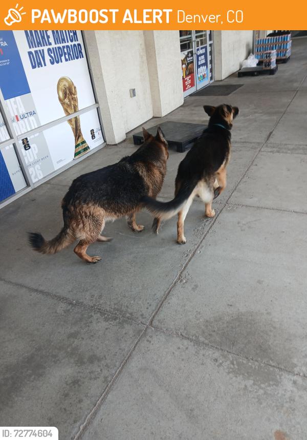 Found/Stray Male Dog last seen 29th and California, Denver, CO 80205
