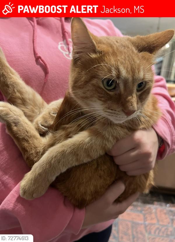 Lost Unknown Cat last seen Arrowhead Drive and Kings Hwy., Jackson, MS 39216