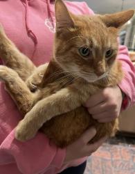 Lost Unknown Cat last seen Arrowhead Drive and Kings Hwy., Jackson, MS 39216