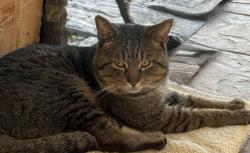 Found/Stray Male Cat last seen March Lane, Stockton, CA 95202