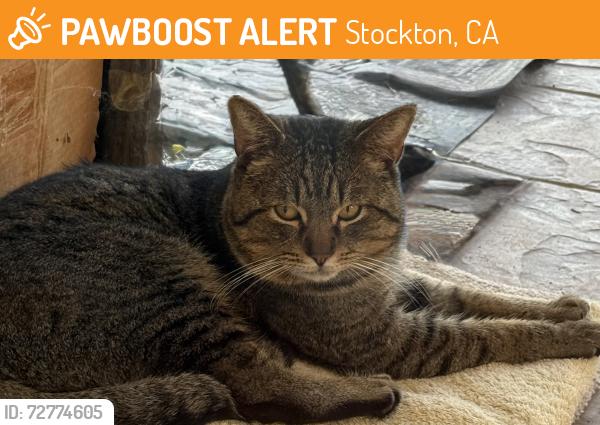 Found/Stray Male Cat last seen March Lane, Stockton, CA 95202