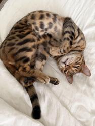 Lost Male Cat last seen Oak knoll ave. , Pasadena, CA 91101