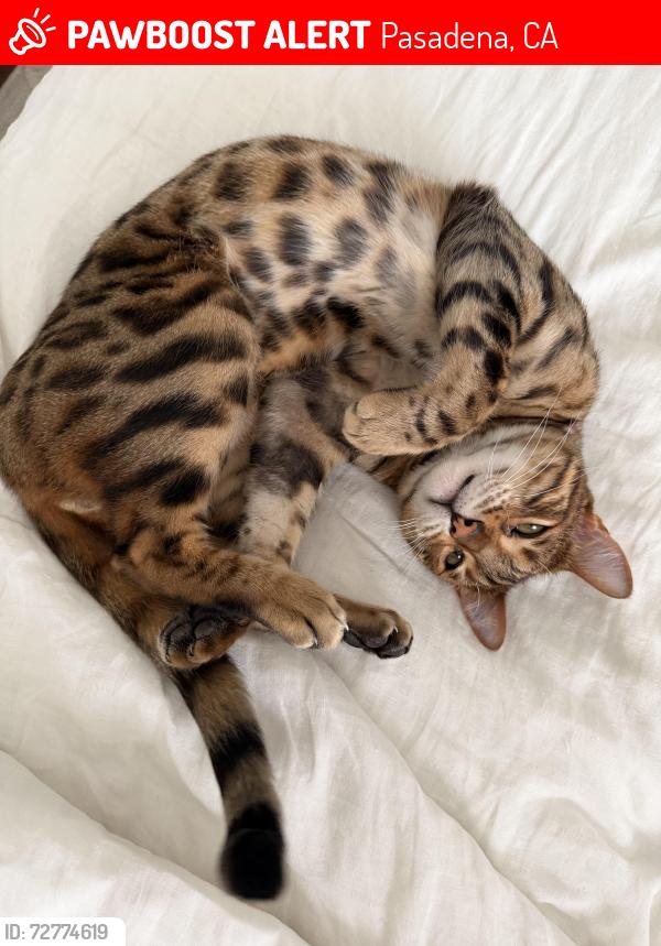 Lost Male Cat last seen Oak knoll ave. , Pasadena, CA 91101