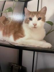 Lost Male Cat last seen Kaufman , Red Bluff, CA 96080