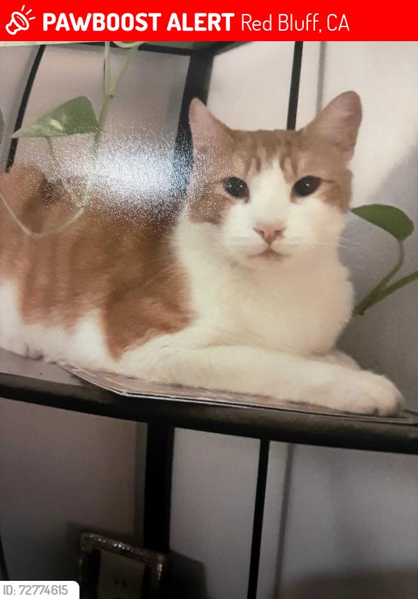 Lost Male Cat last seen Kaufman , Red Bluff, CA 96080
