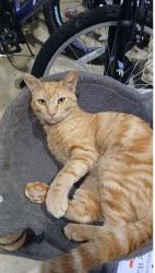 Found/Stray Male Cat last seen Doris Rd and Heartland Rd, Beasley, TX 77417