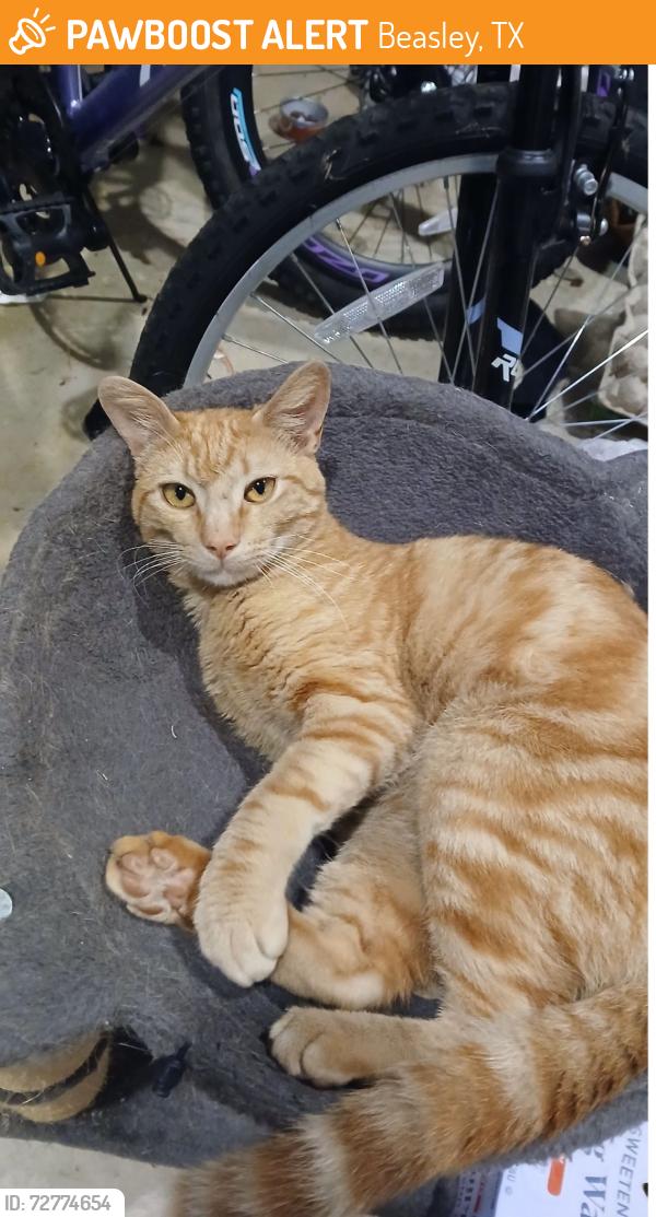 Found/Stray Male Cat last seen Doris Rd and Heartland Rd, Beasley, TX 77417